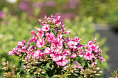 Phlox 'Early® Pink Candy