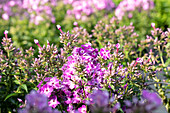 Phlox ,Flame Pink'