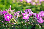 Phlox "Flame Pro Violet Charme