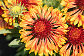 Gaillardia aristata SpinTop Copper Sun