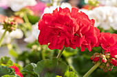 Pelargonium "Survivor Idols Neon Violet