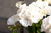 Pelargonium ,Survivor Idols White'