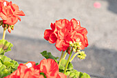 Pelargonium zonale 'Survivor Idols Dark Red'