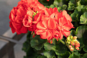 Pelargonium zonale 'Survivor Idols Bright Red'