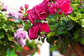 Pelargonium Peltatum ,Great Balls of Fire Violet Blue'