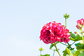 Pelargonium peltatum 'Great Balls of Fire Burgundy Blaze'.