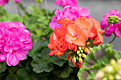 Pelargonium zonale 'Survivor Idols Coral'