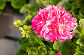 Pelargonium "Survivor Idols Pink Batik