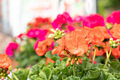 Pelargonium zonale Green Idols 'Orange'