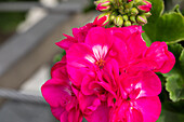 Pelargonium ,Green Idols Purple'