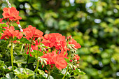 Pelargonium peltatum ,Atlantic Fire'