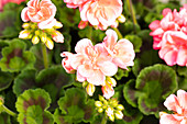 Pelargonium "Green Idols Salmon