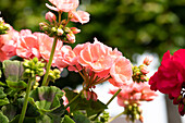 Pelargonium "Green Idols Salmon