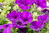 Petunia 'Surprise Cobalt Blue'