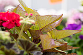 Ipomoea batatas 'Bright Ideas Rusty Red'