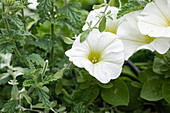 Petunia 'Potunia® Plus White'