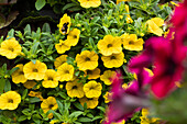 Calibrachoa 'Aloha Classic Goldrush'