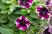 Petunia 'Sweetunia® Miss Marvel'