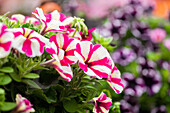 Petunia 'Surprise Pink Star'