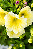 Petunia 'Potunia® Plus Yellow'