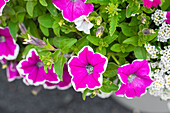 Petunia Surprise Magenta Halo