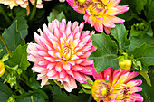 Dahlia 'XXL Sunset