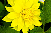 Dahlia 'XXL® Durango'