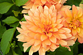 Dahlia 'XXL® Hidalgo'