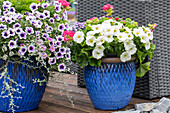 Petunias in flower tubs