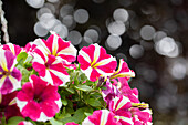 Petunia ,Surprise Cerise Star'