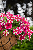 Petunia ,Surprise Cerise Star'