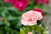 Pot Carnation ,Menorca Pink'