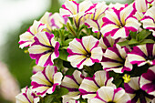 Petunia "Peppy Purple