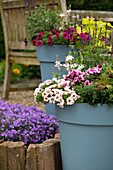 Flowerpot with summer flowers
