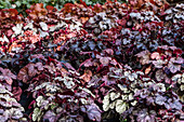 Heuchera 'Sugar Frosting'