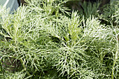 Artemisia mauiensis MAKANA 'Silver'