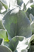 Senecio cineraria 'Angel Wings'