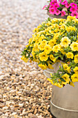 Calibrachoa POCKET™ 'Yellow'