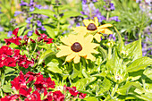 Rudbeckia SmileyZ 'Sunny Smiley'