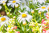 Leucanthemum x superbum 'Daisy May'(s)