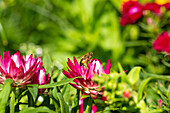 Fly on strawflower