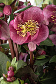 Helleborus 'Charmer'