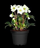 Helleborus, white