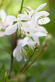 Gaura lindheimeri, white