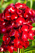 Dianthus barbatus, red