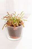 Drosera longifolia