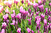 Lavandula stoechas 'Papillon Rose'