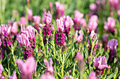 Lavandula stoechas 'Papillon Light Rose'