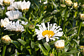 Leucanthemum x superbum 'Sweet Daisy Sofie'