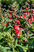 Penstemon 'PepTalk Red